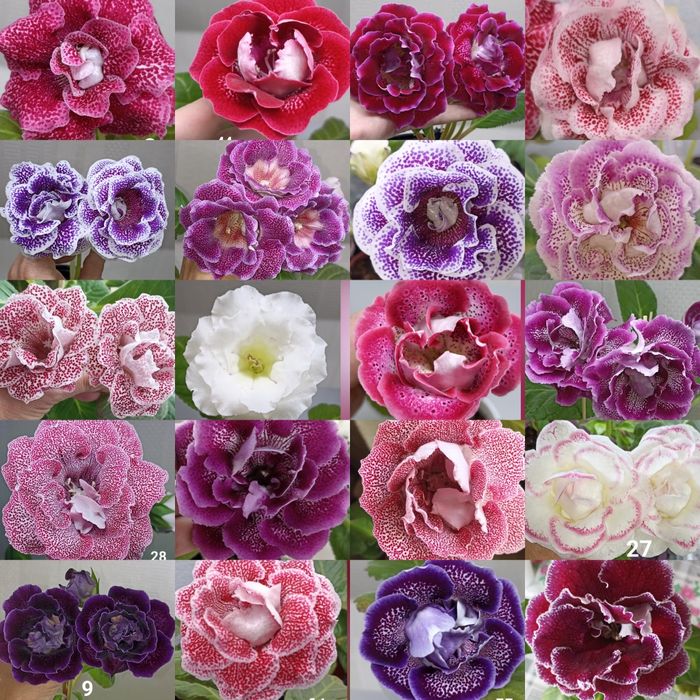 Глоксинии клубни листы