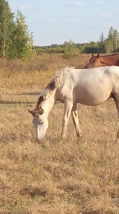 Продам Тай  1.5 г