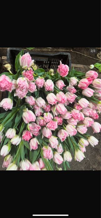 Тюльпаны к 8 марта