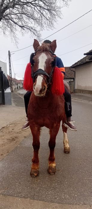 Vând cal bun de muncă