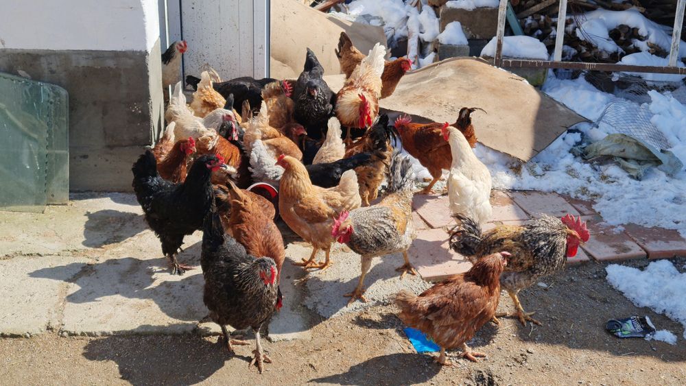 Куры разных породы