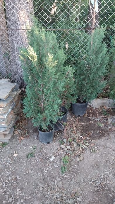 Gard viu din leilandi sau tuia