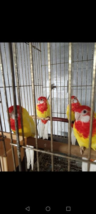 Papagali rosella, cântători și capre