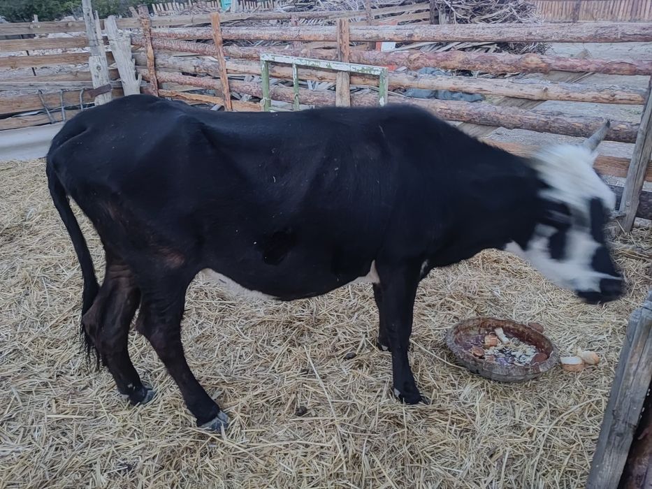 Қашар бар сатылымда