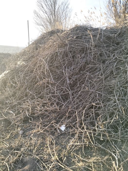 Отынға жүзімнің шақтары бар