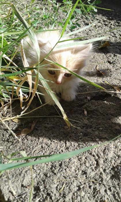 Отдам котят в хорошие руки