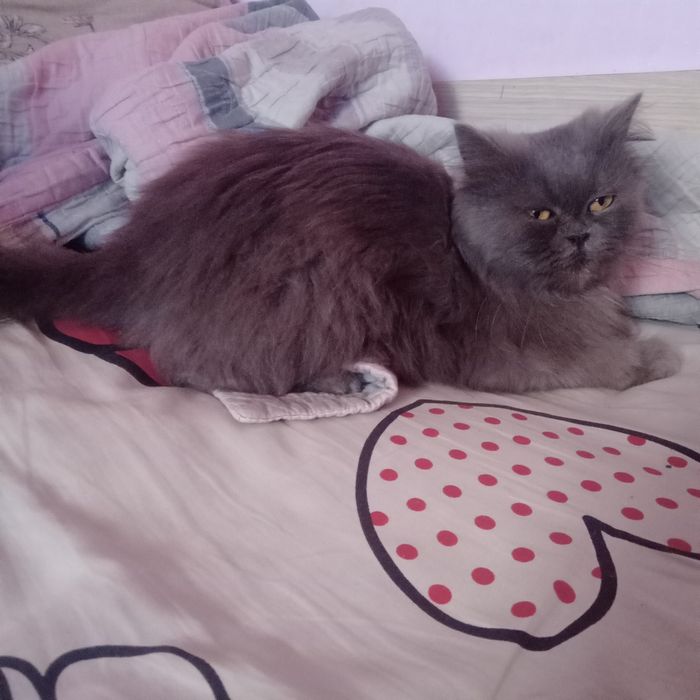 Скотиш страйт . Шиншила.