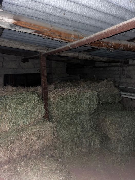 Жоңышқа шөп.    .