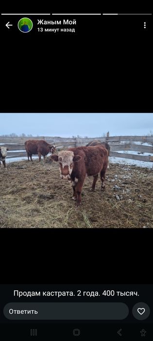 Продам корова, костраты