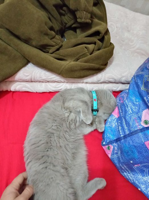 Srochna sotiladiZotdor mushuk scotsh fold