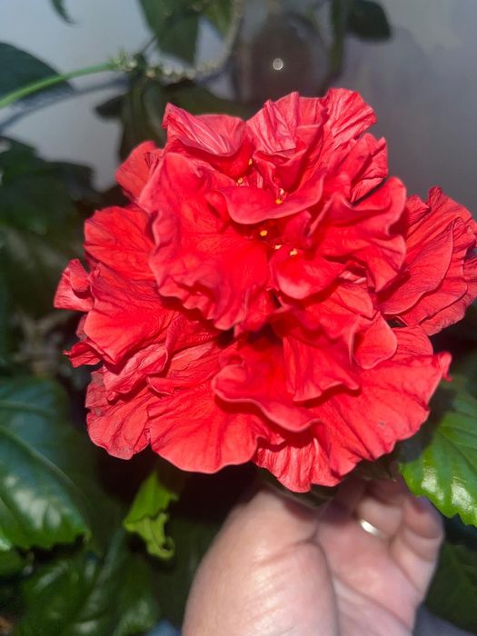 Продаю гибискус большой и отростки