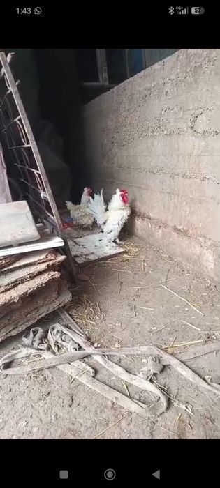 Кучерявый пара 10К