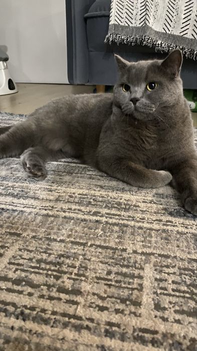 Отдам кота в хорошие руки