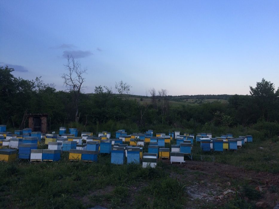 Продавам многоцветен пчелен прашец