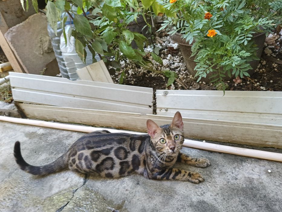 Котёнок Бенгал 5 мес