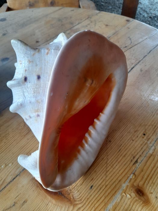 Cochilie melc marin Cassis Cornuta