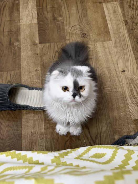 Кошка продается, мальчик