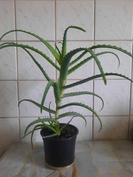 Алоэ лекарственный 3 года