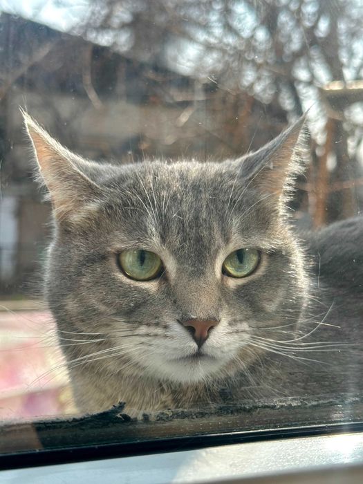 Отдам кошку Тимоню в добрые руки