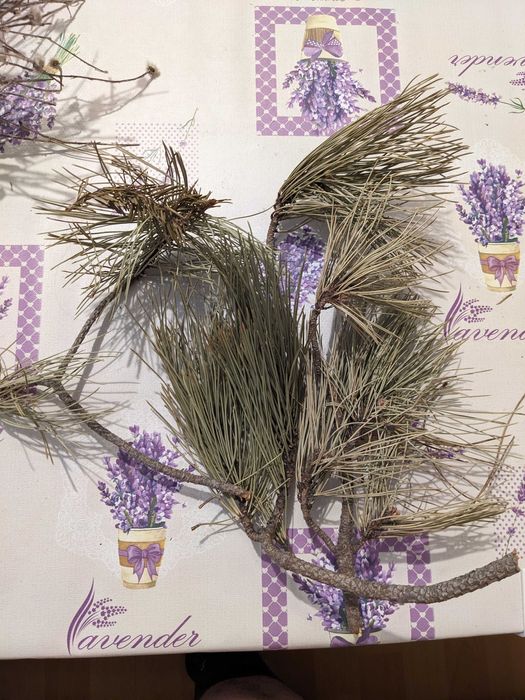 Клонки мъх жълъди шишарки за декоразия