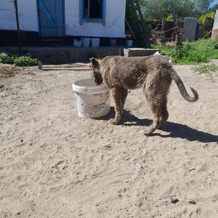 Собака 4аилык сатлад