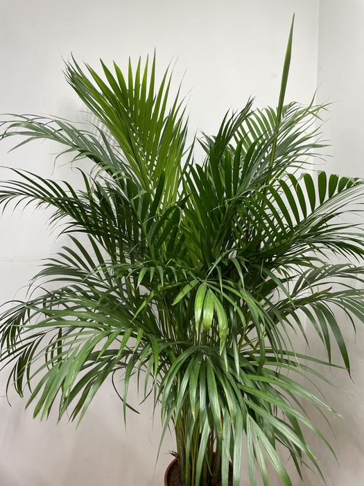 Пальма Арека для дома и офиса
