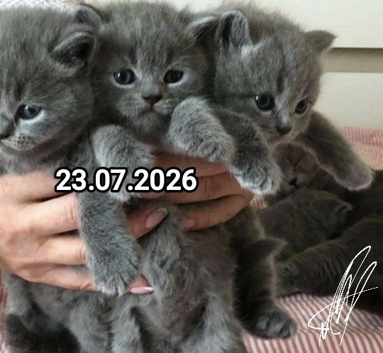 Британские котята