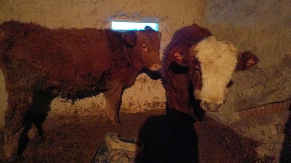 Продам 2 бычка отдельно