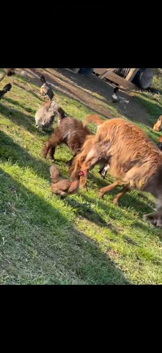 Capra buna de lapte  la a 3 fatare gestanta