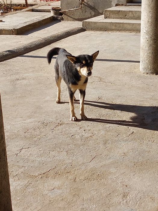 Пристраивается очень воспитанный мальчик в добрую семью