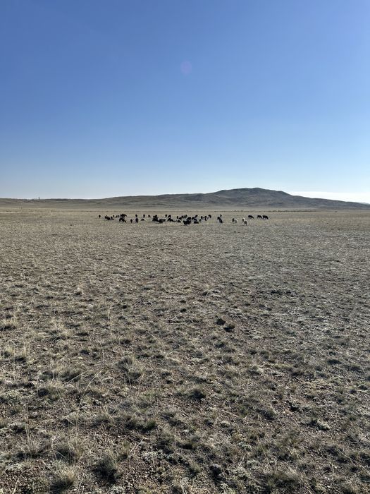 Продаю козы козлята