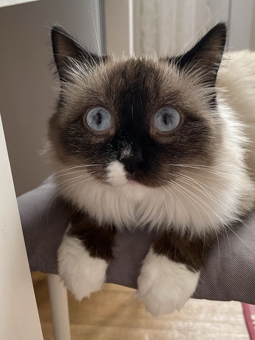 Отдам даром кошку