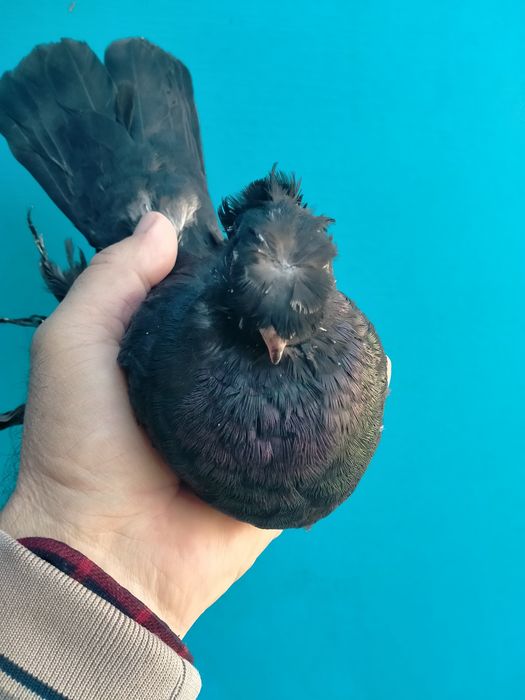 Пара жуков на игру