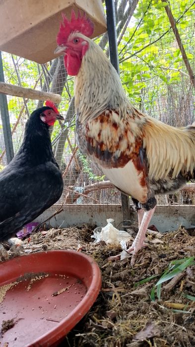 Xonaki tovuqlar brama kulangi