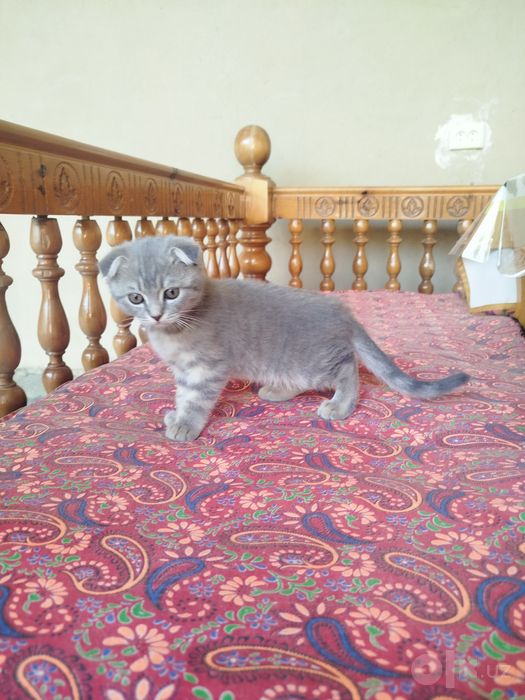 Котенок скотиш фолд