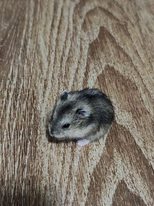 Hamsteri pitici