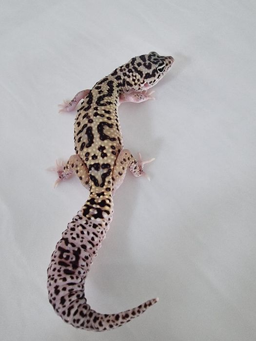 Эублефар. Ящерица