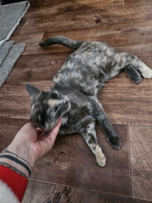 В заботливые руки кошечка