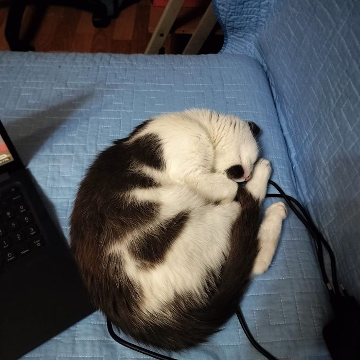 Отдам кошечку в добрые руки