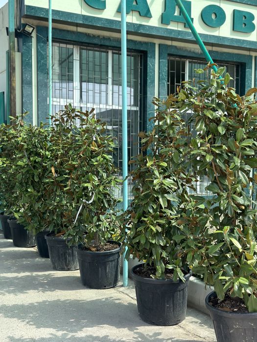 Magnoliya grandiflora Little Gem Italiyaniki