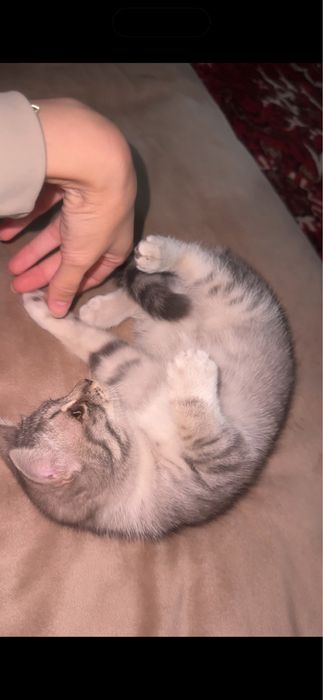 отдам даром Котенок девочка