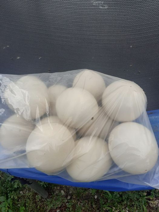 Ouă de struți golite și dezinfectate