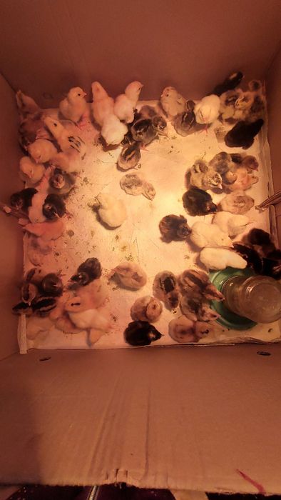 Продаю недельных цыплят