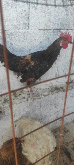 Жýжа хуроз бахорги