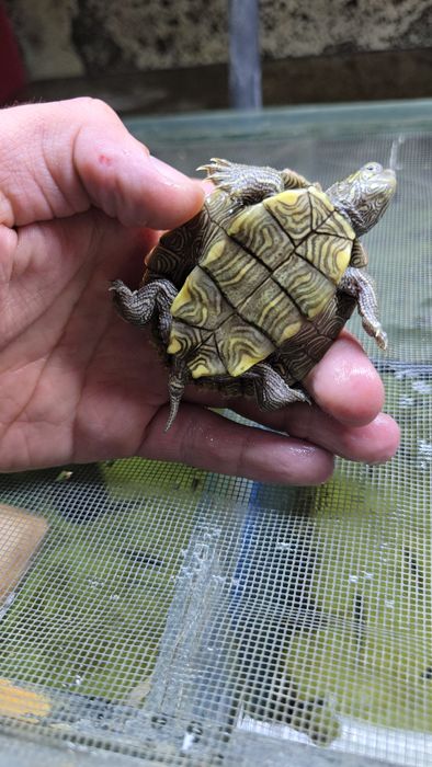 Пилоспинная черепаха