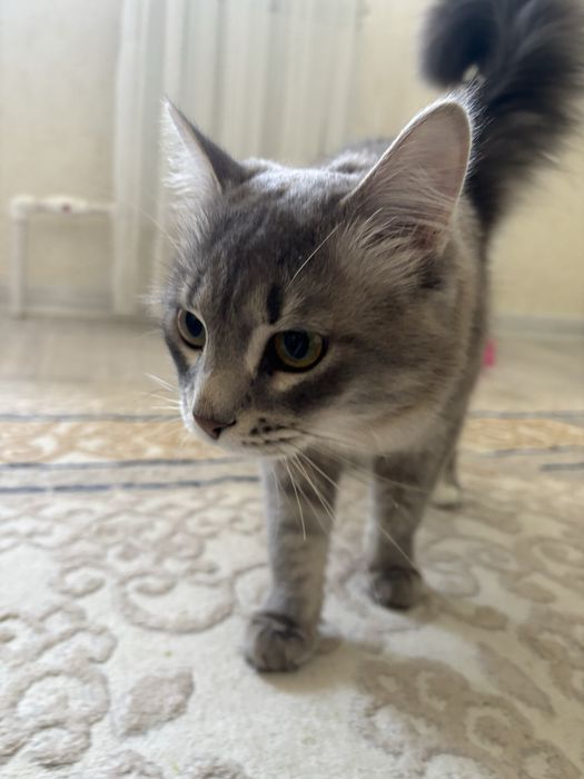 Срочно ищу дом для котика