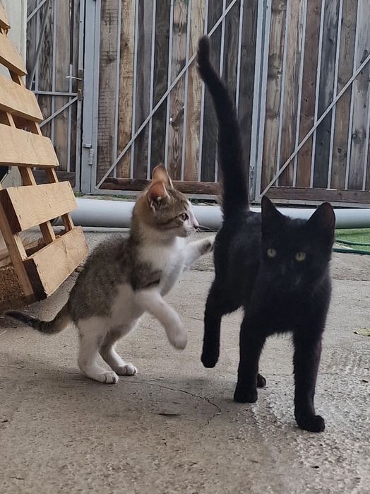 Spre adoptie trei pisoi