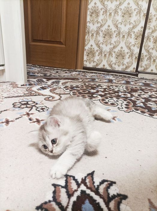 Котята.  Мама британская. Папа шиншила