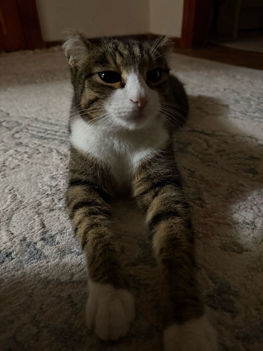 Отдам кота в хорошие руки
