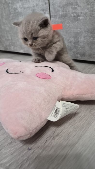 Британска Късокосместа